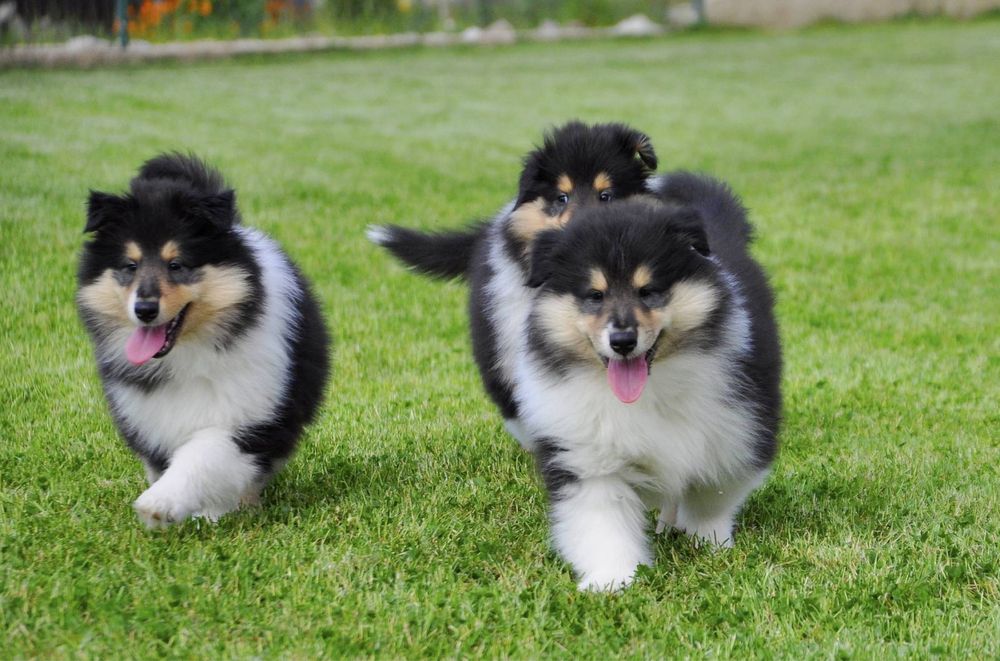 Щенки колли