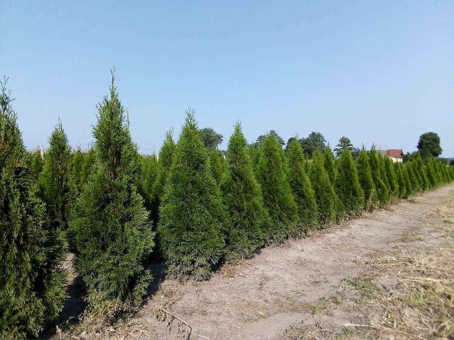 Thuja Smaragd 100,120,140,150,160 cm! Tuja Szmaragd! Tuje! Sadzimy!