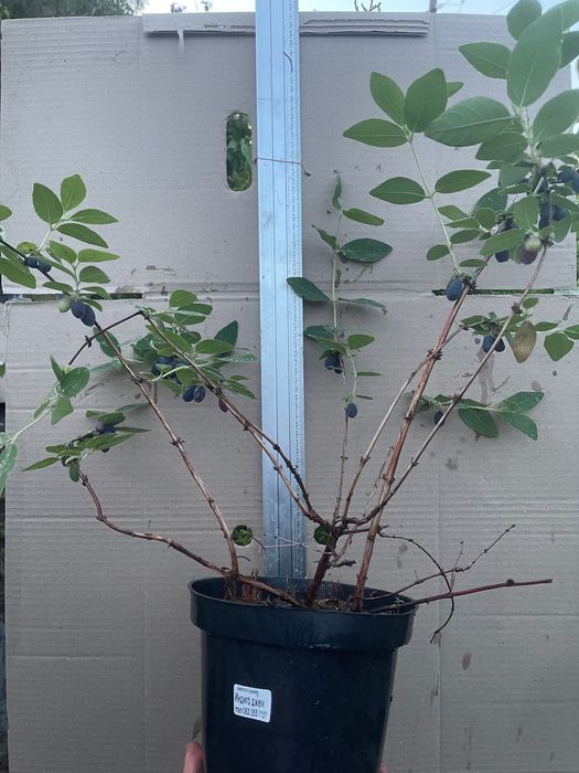 Жимолость 3-4 года 1