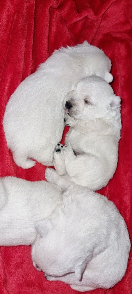 West Highland White Terrier- piesek