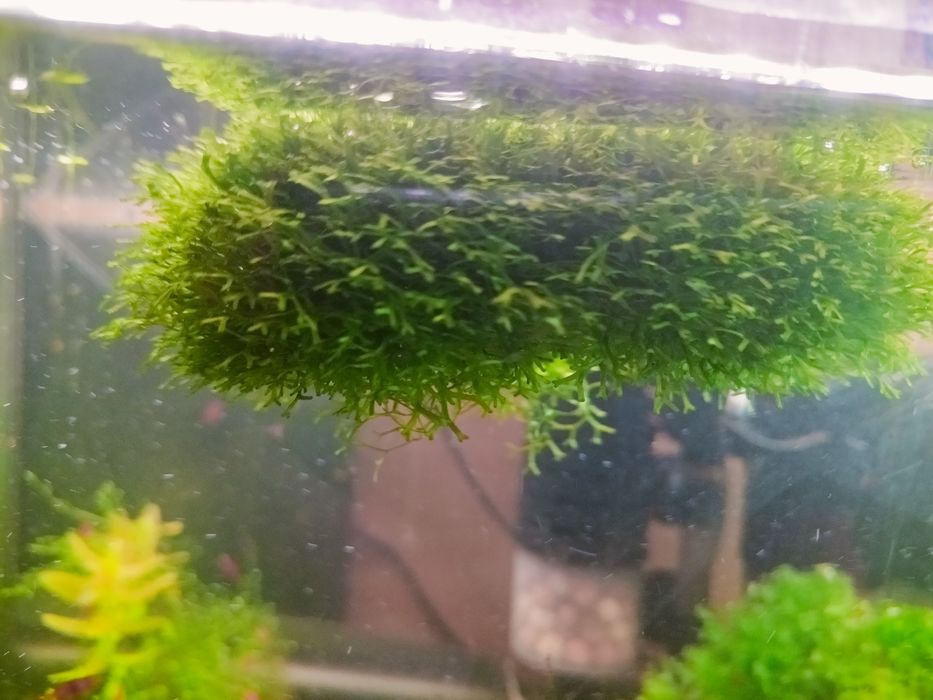 Wgłębka ,Pelia wątrobowiec, Bacopa caroliniana i Moczarka kanadyjska