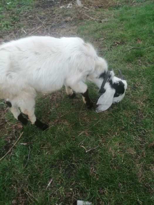 Продається козлик, порода пакистанський чистокровний з родословними.