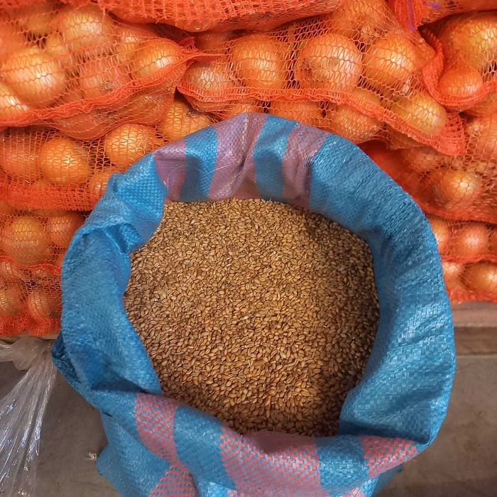 Pszenica tegoroczna paszowa