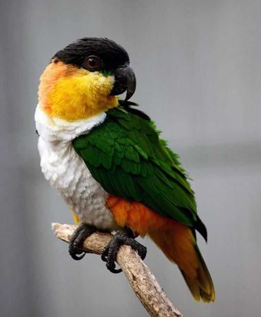Каик черноголовый ручной говорящий попугай