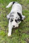 Szczeniak Suczka  Border Collie OSHPiK