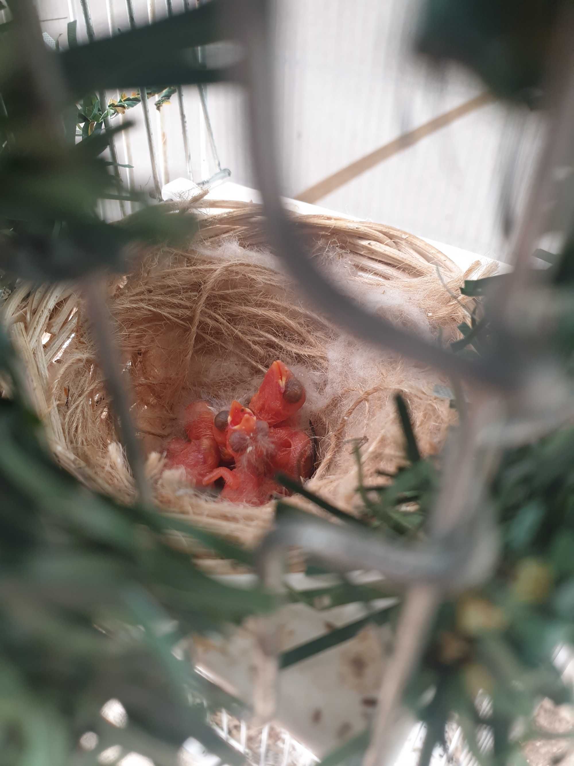 Cardinalitos da Venezuela