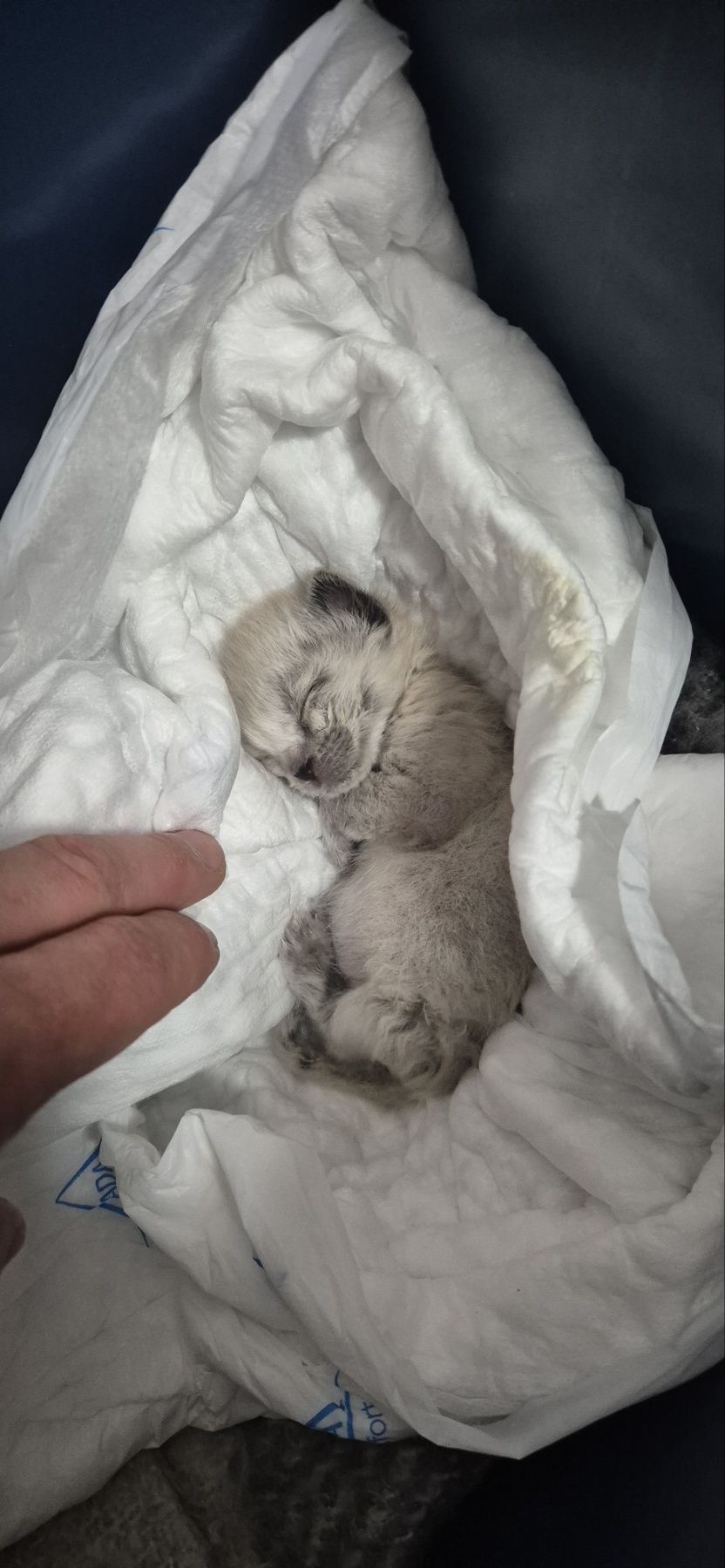 Gatinha bebé para Adoção no final do mes de Julho.
