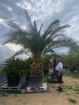 Palma , phoenix canariensis, palma królewska