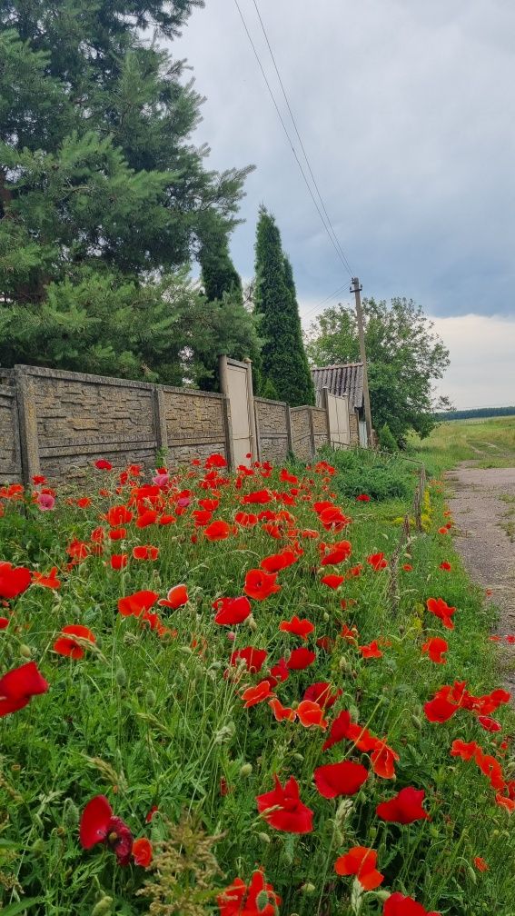 Шикарна приміська садиба для проживання чи відпочинку  в с. Роїще .