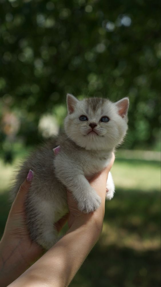 Королевские котята