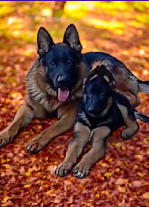 Питомник предлогает.щенков 2,5 месяца.