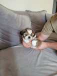Shih-Tzu  pieski