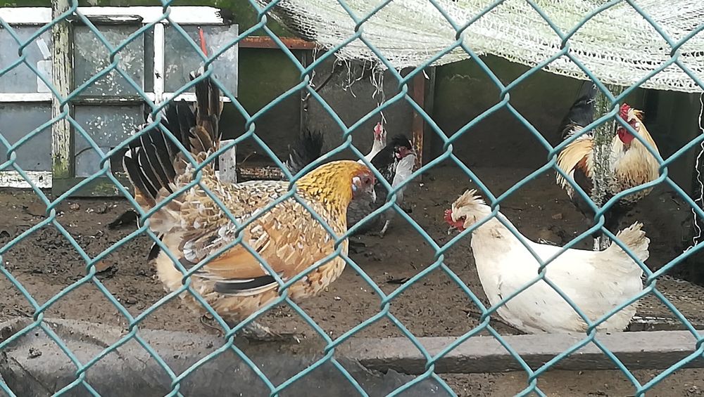 Garnizes variados.
