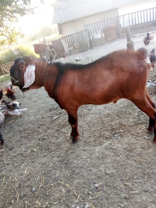 Англо-нубійський цап на покриття