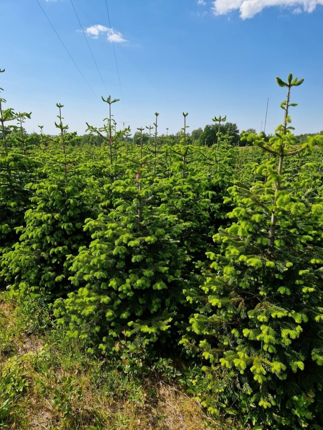 Choinki hurt/detal, jodła kaukaska z własnej plantacji