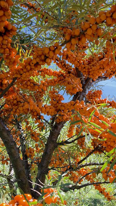 Саджанці обліпихи сорту Герго!! Великий вибір сортів!