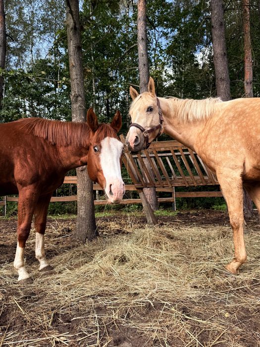 Obornik koński workowany, naturalny nawóz !