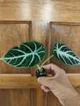 Alocasia ninja // planta interior