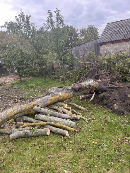 Drzewo orzecha włoskiego z korzeniem