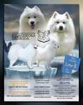 Samoyed - gotowe do zmiany domu
