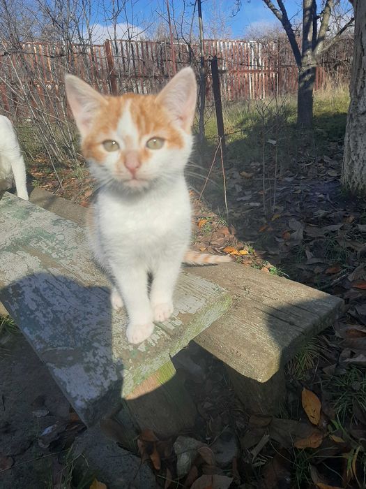 Котенок девочка, 2,5 месяца, замерзает на пустых дачах