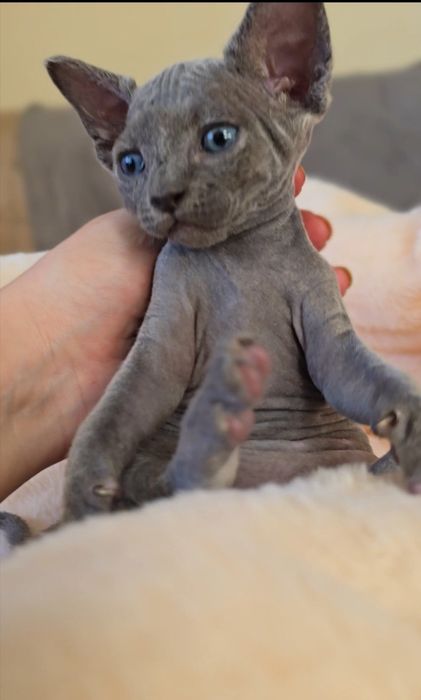 Niebieski Kot sfinks.Przepiekny kocurek z niebieskimi oczkami