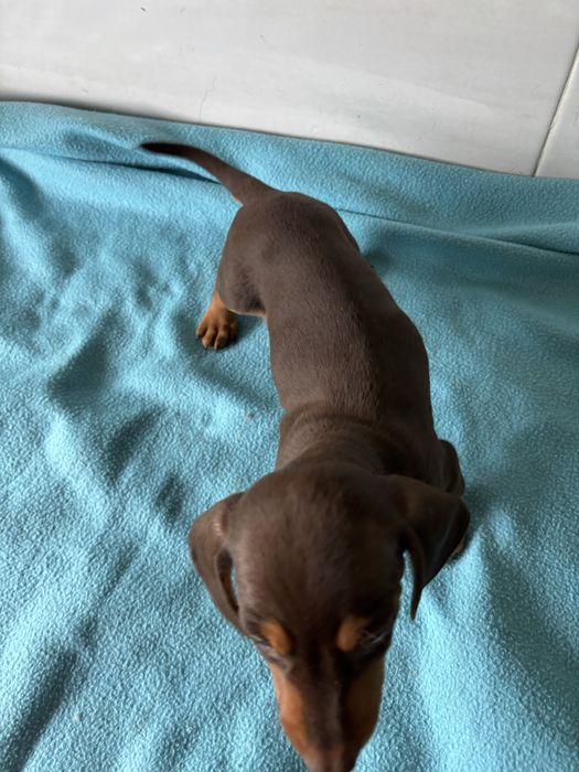 Teckel miniatura macho