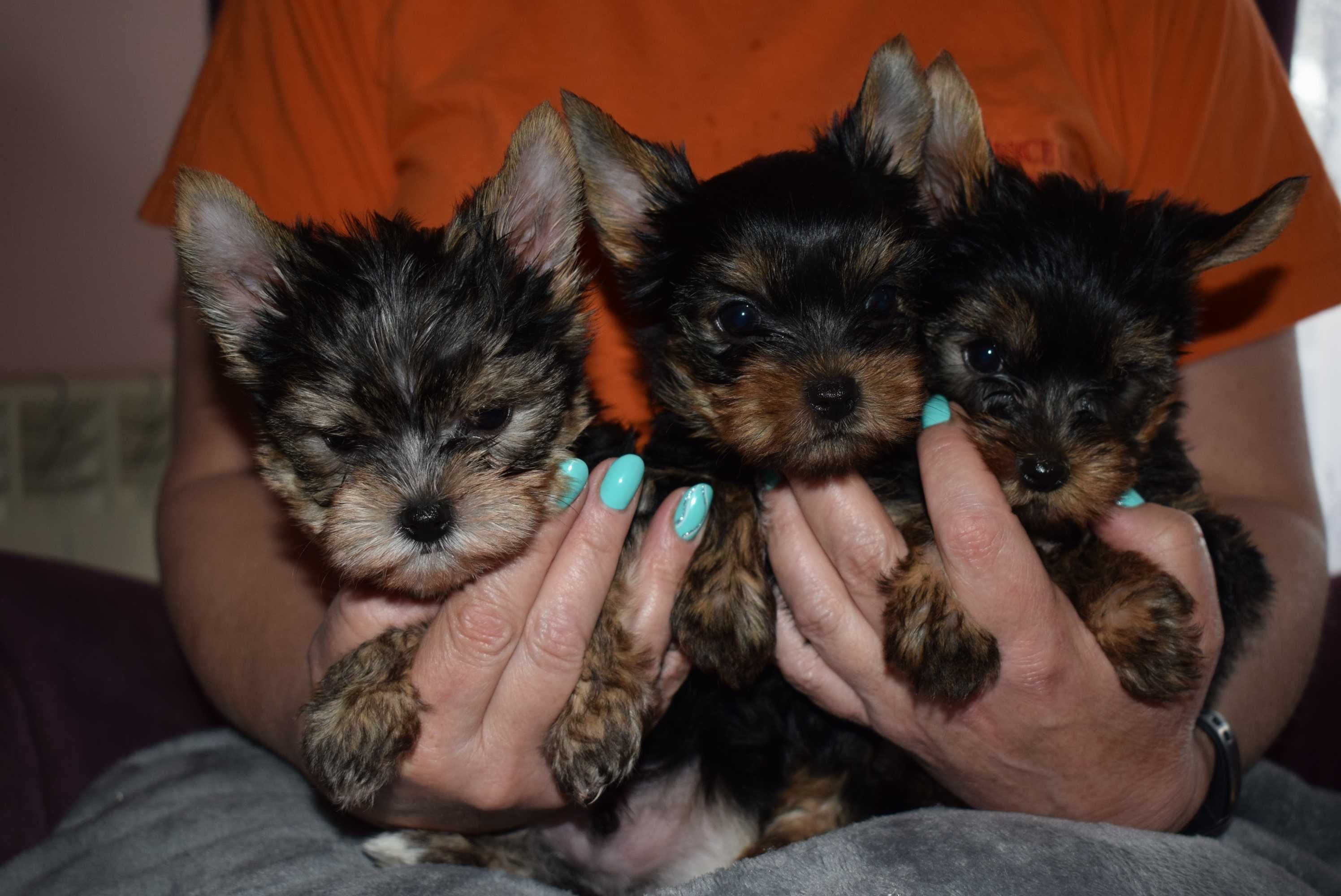 Yorkshire Terrier - Śliczne szczeniaczki - York - Yorki