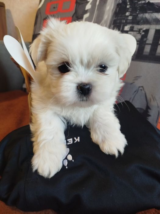 Продаж цуценя мальтійська болонка