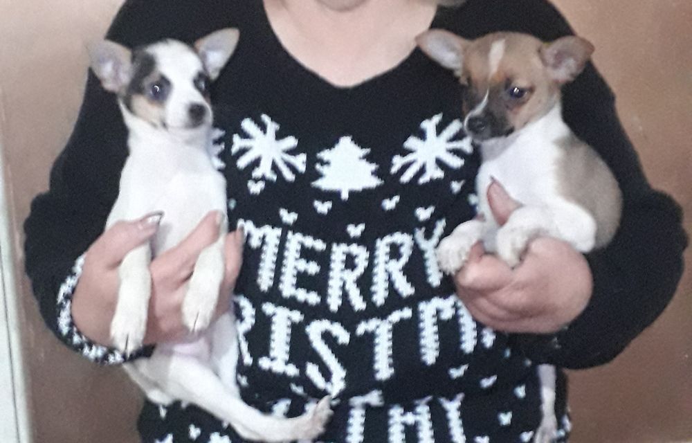 Чихахуа щенки мальчики