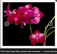 Орхидея фаленопсис - малыш ароматного "Sogo Relex"-1,7 д.,мох, Тайвань