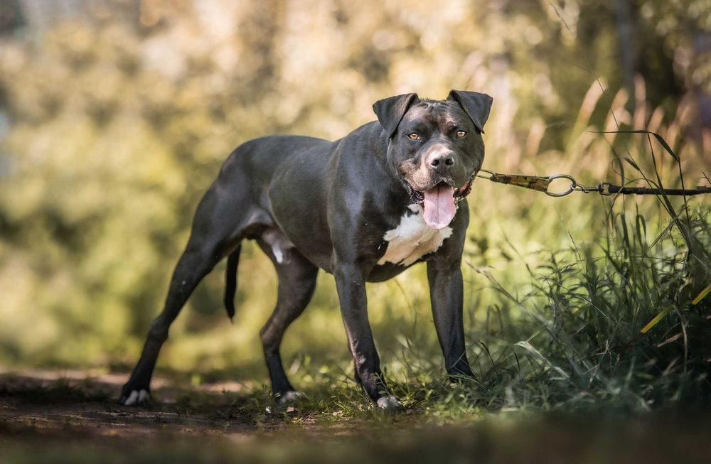 RAMEN - wspaniały pitbull/amstaff szuka swojego człowieka!