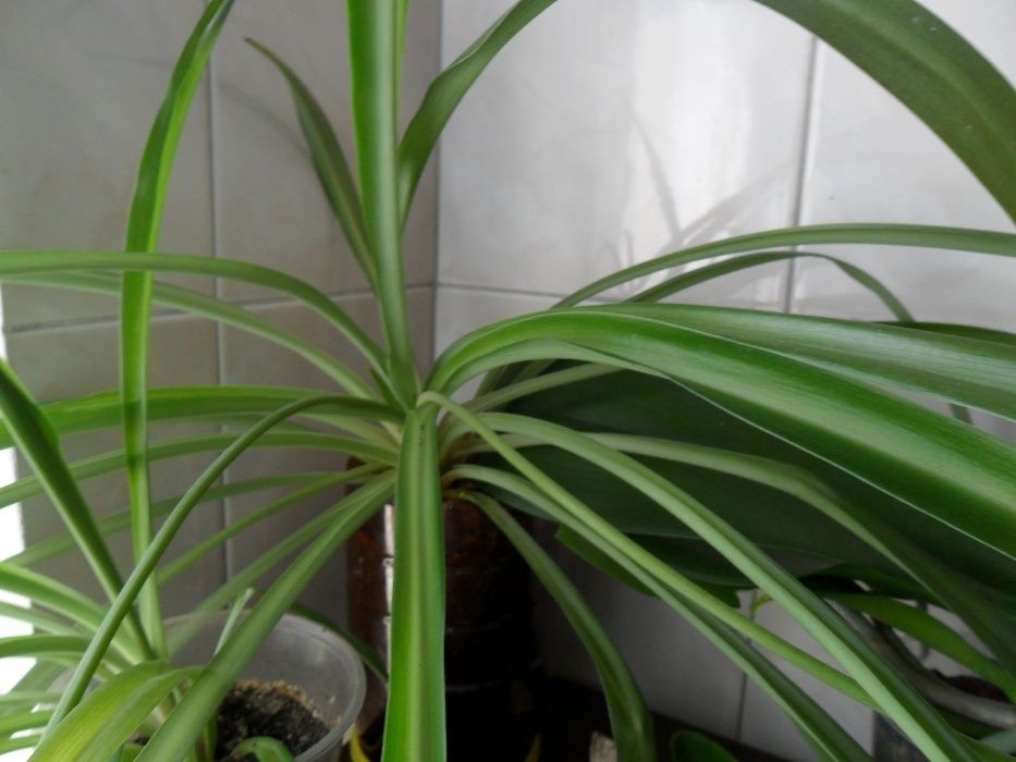 Цветы здоровья-хлорофитум.Возможен обмен или почтой.