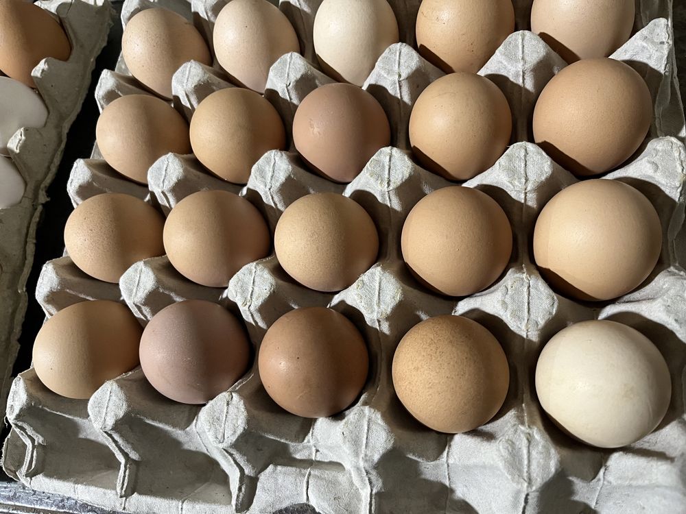 Яйца куриные домашние