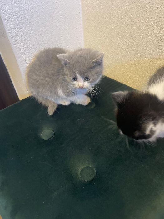 Koty oddam w dobre ręce!!!