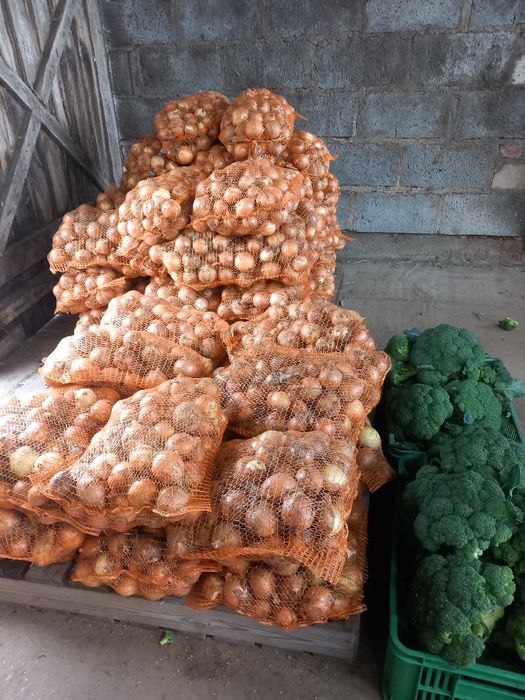 Cebula, brokuł, papryka