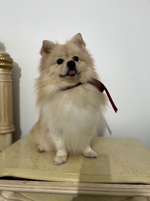 Померанські шпіци — Лише 2 хлопчика! Ідеальна можливість