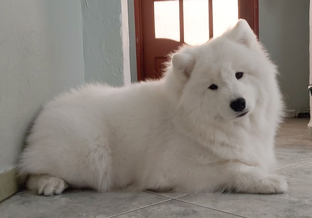 Samoyed Suczki ZKwP FCI