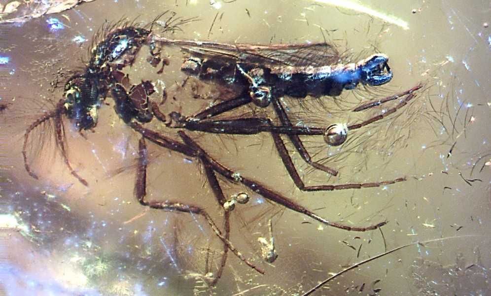 Pajęczak lub coś innego +Ceratopogonidae bursztyn inkluzja