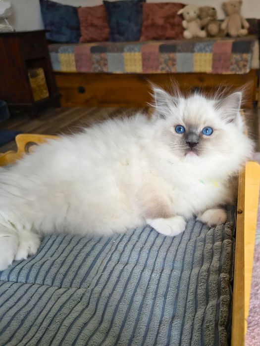 Uroczy kocurek Ragdoll szuka kochającego domu