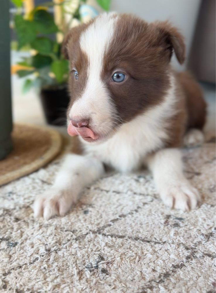 Piesek Border Collie