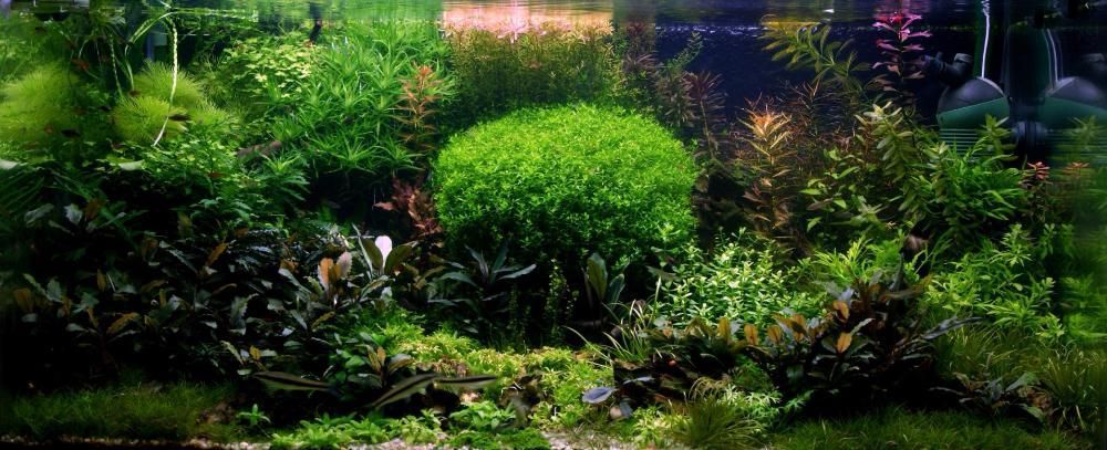 Anubias Nana Petite - Skierniewice i wysyłka. Bez CO2 !