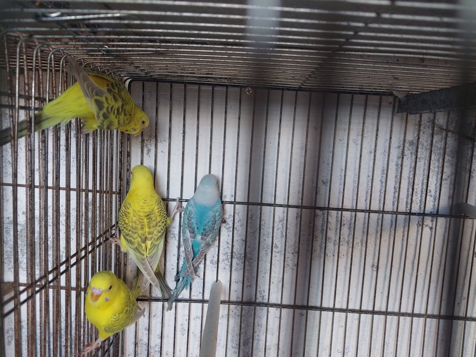 Periquitos fallow e alecrins