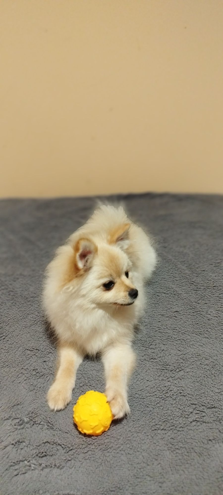 Szpic miniaturowy pomeranian chłopiec samiec