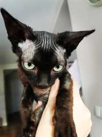 Freddie devon rex gotowy