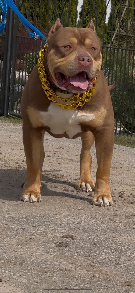 American Bully XL Tri blue ABKC