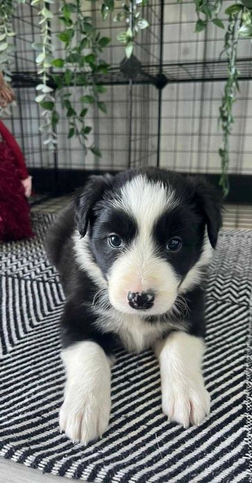 Border Collie - suczka