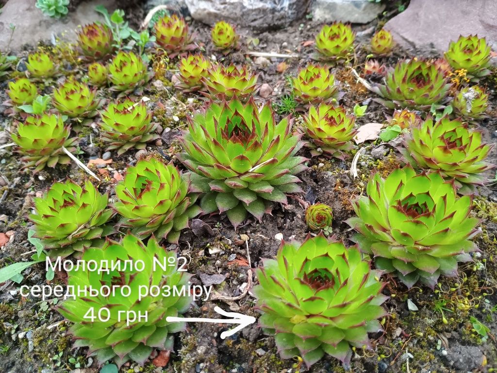 Сукуленти. Молодило. Кам'яна троянда. Седум. Рокарій. Хризантема. Ірис