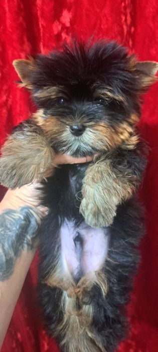 Отдам даром йорка мини