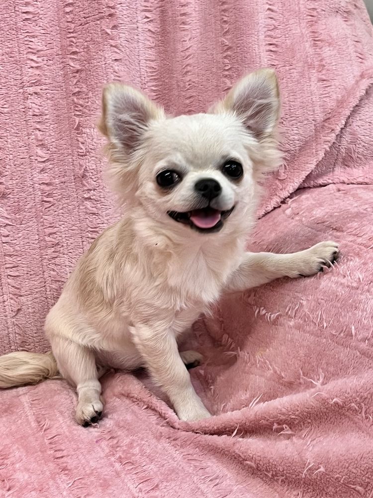 Chihuahua Femea Pelo Comprido